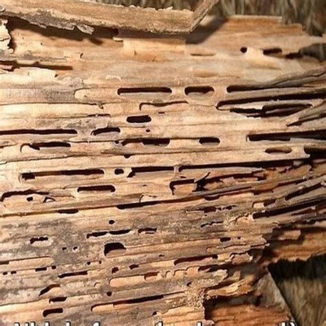 Danos cupim madeira seca