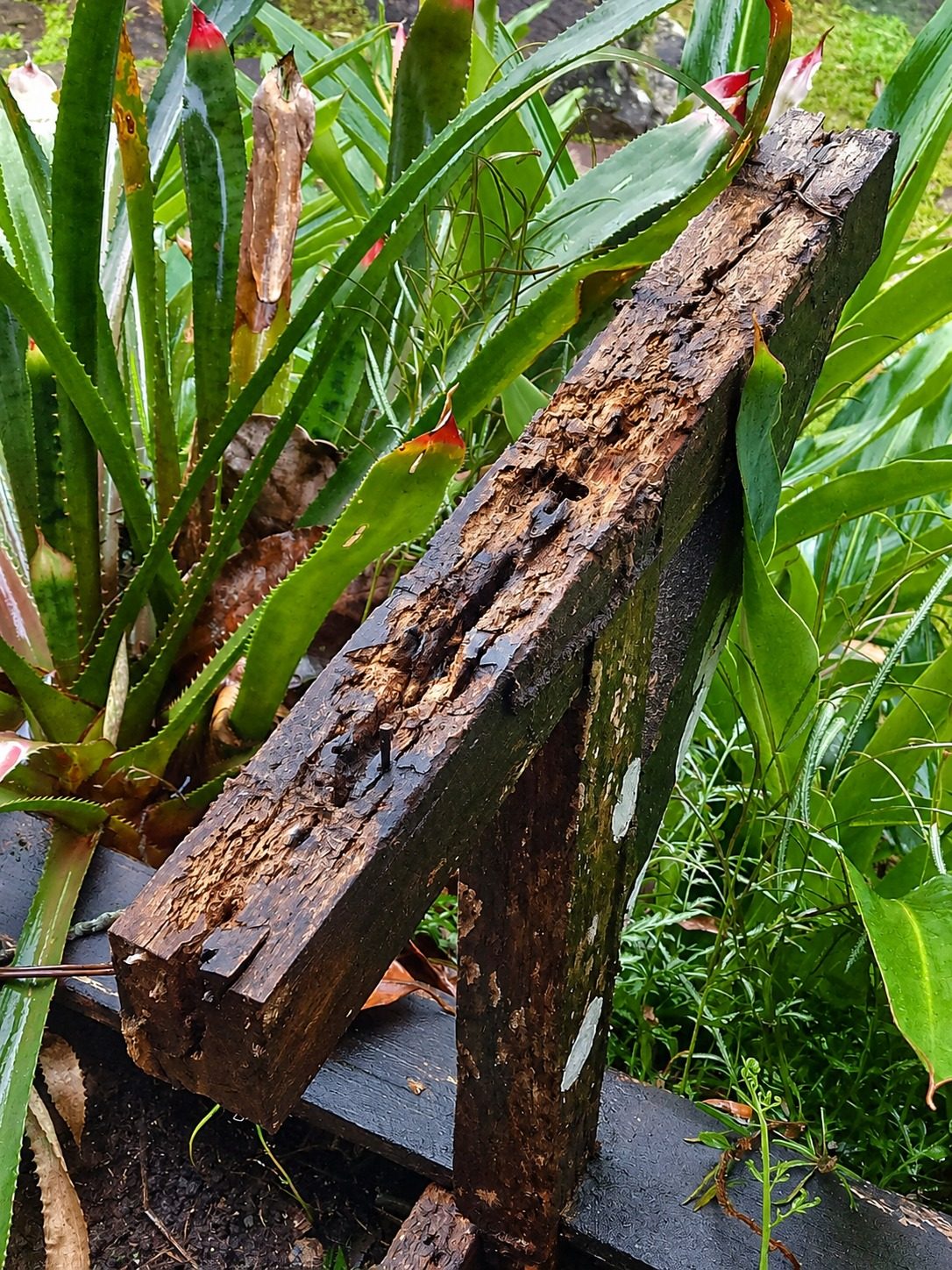 Viga de madeira destruída por cupim