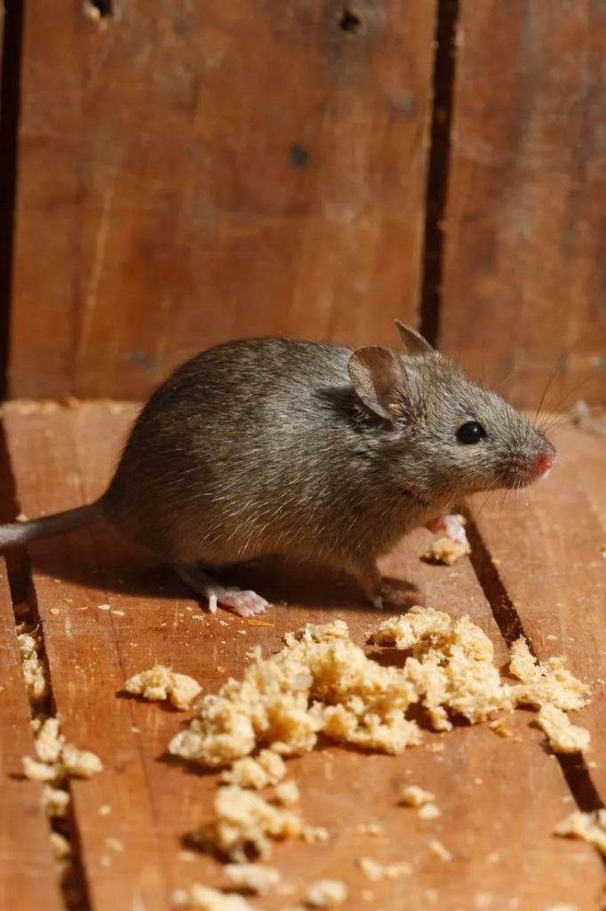 Ratos